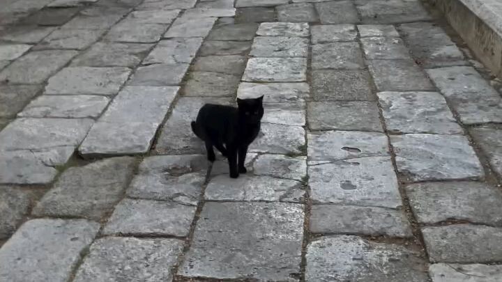 The cats of Istanbul are not just pets; they are the silent guardians of the city, the wandering sou