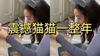 Chế giễu từ con số không, khiến mèo nhà bạn choáng váng cả năm