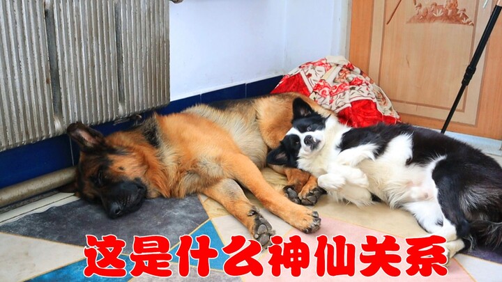 German Shepherd: You’ve got to spoil your own dog yourself