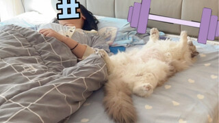 How can I tactfully let my cat understand that cats usually sleep on their stomachs?