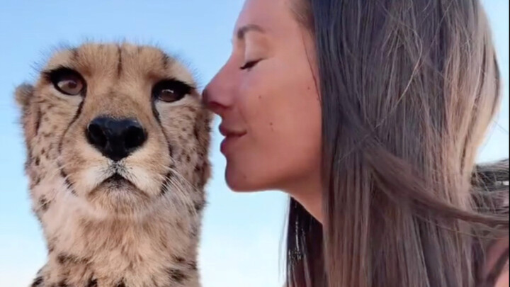 Cheetahs know humans pose no threat, so they aren’t afraid of us #Nature #Wildlife #Cheetah #AnimalW