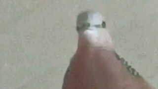 Dove is trying to teach you how to coo