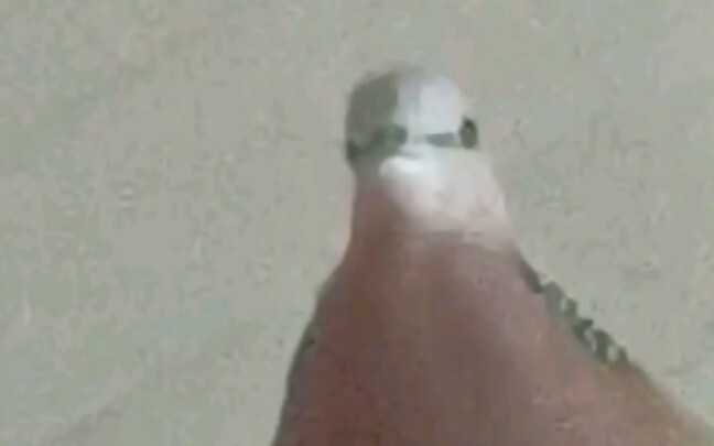 Dove is trying to teach you how to coo