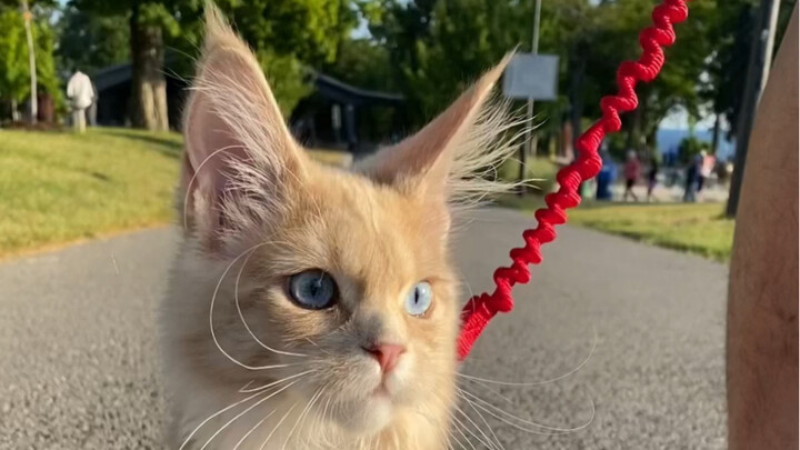 For Bilibili's first video, I'll post a clip of my favorite, vivi-chan, playing outdoors.