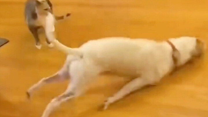 บิ บิ ลา บู