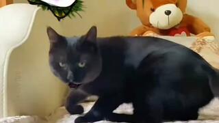 [Animasi Buatan Sendiri] Anggaran untuk aktor pendukung hanya sekaleng
