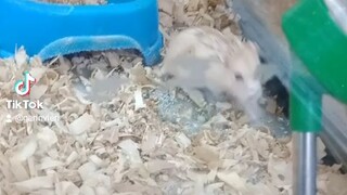 hamster