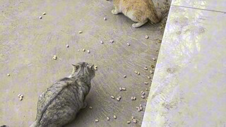 All the cats I've raised,