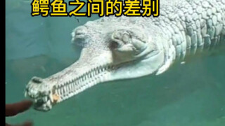 From the saltwater crocodile to the gharial, there are still big differences between different croco