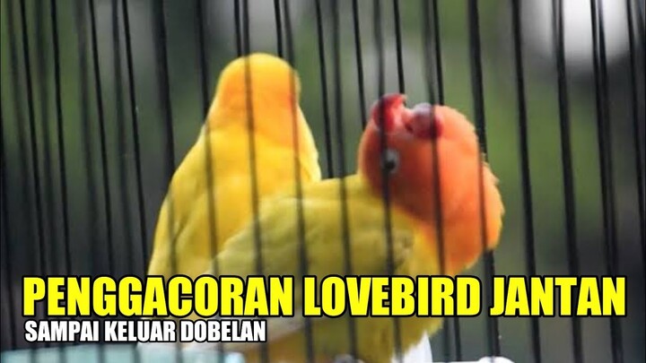 Proses Penggacoran Lovebird Jantan