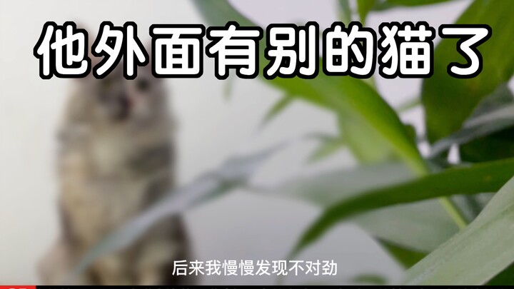 อารมณ์: เขามีแมวตัวอื่นอยู่ข้างนอกแล้ว!