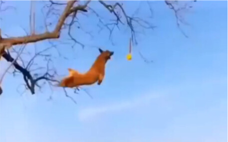 لن تستطيع أن تفهم سعادة الكلب