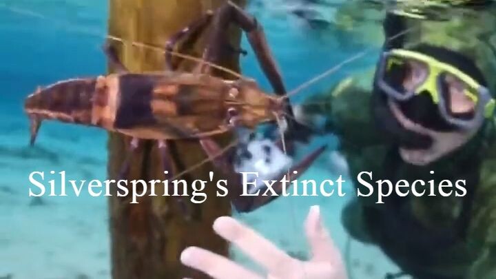 Silver Springs Vanishing Giant