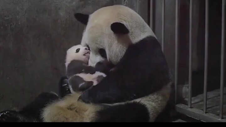 Panda Mom: Stealing my cub over and over—do you think I’m a sick cat?