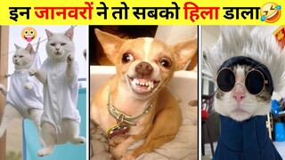 जानवरों के ये घनघोर मजेदार कारनामे कर देगें लोटपोट! Funniest Animals funny videos 🤣