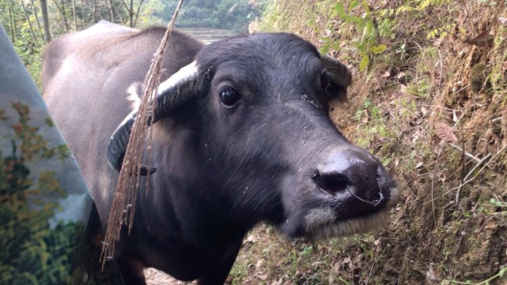 Water buffalo: Whoever’s got food, I’m following them!
