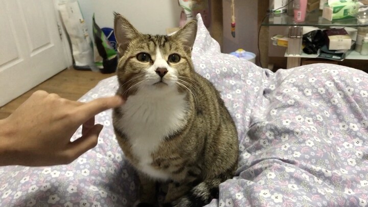 After being neutered, Xiaoming, who’d just had his testicles removed, was back home acting like noth