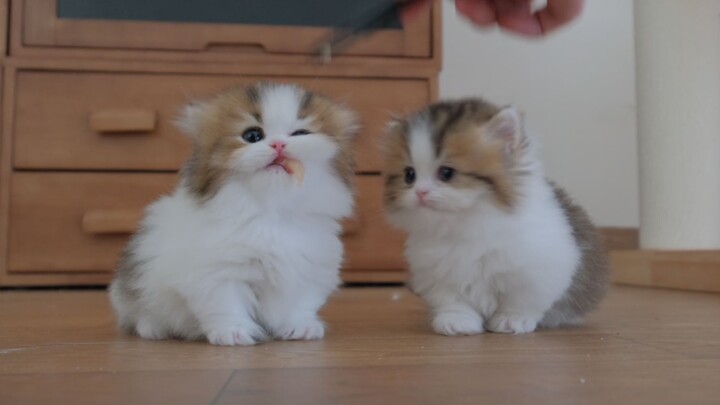 The little kitten tries chicken breast for the first time—so cute when it smacks its lips!