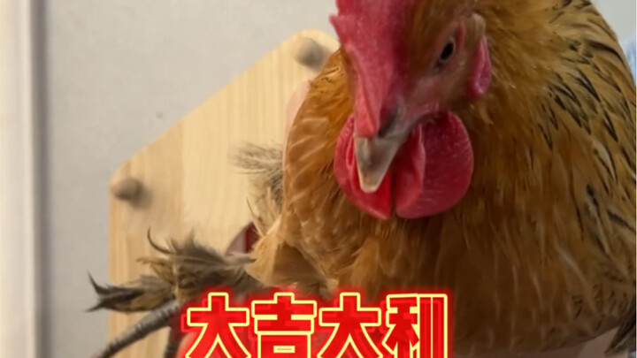 Chicken: Surviving New Year’s Eve Dinner on Pure Skill