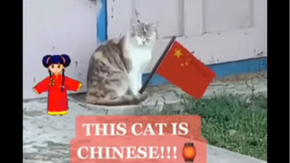 我用不同国家的语言呼唤喵星人