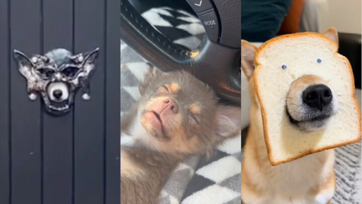 狗狗：“你不会嫌弃我吧”