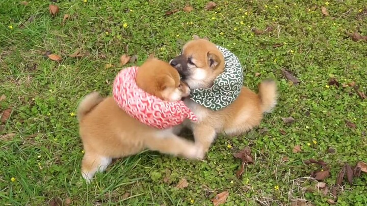 [Shiba Inu] Childhood Sweethearts – Two Shiba Puppies Growing Up Together