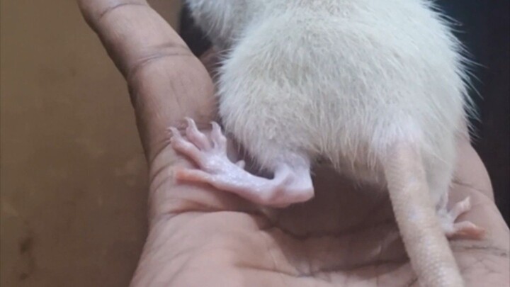 rat dance