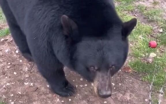 [Bear] Holy crap, not a single one of these black bears is skinny!