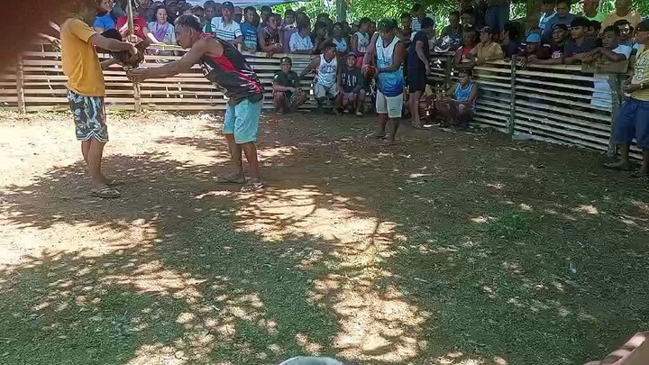 2x winner buyogon buta