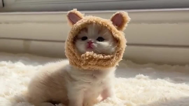 Attention~ Super cute ahead!