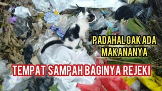 Astaghfirullah Kucing Ini Cari Makan Di Tempat Sampah | Hikmah Di Balik Ujiannya Yang Berat Diadopsi