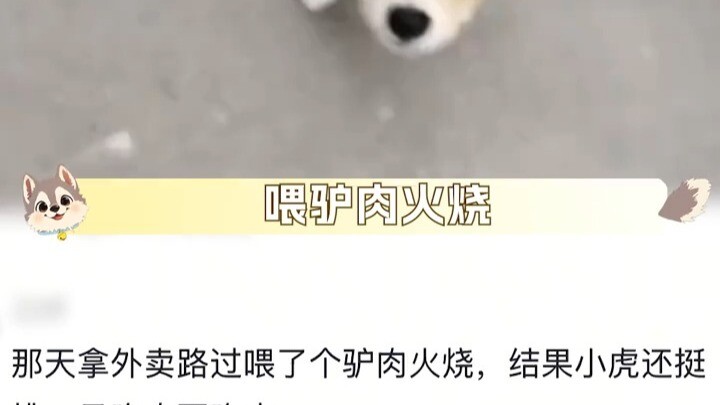 So soft and cuddly! This little dog is loved by both the school and the students!