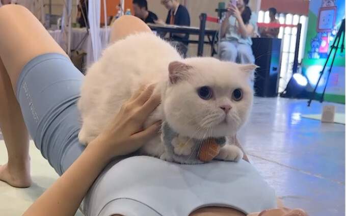 Ketika aku membawa kucingku mengikuti yoga anjing...