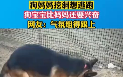 Induk anjing menggali lubang untuk melarikan diri, anak-anaknya malah lebih bersemangat daripada san