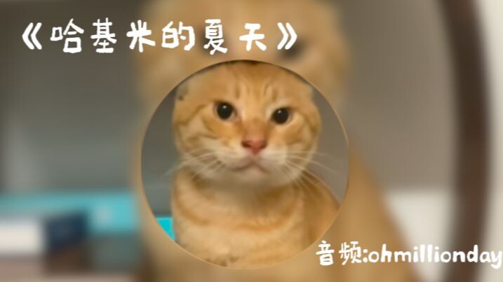 🎵🐱Mùa hè của Hakimi — summer🐱🎵 (bản làm lại) đưa bạn trở về mùa hè tự do đầy tiếng thở dài ấy
