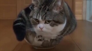 How many trivia about cats in Tom and Jerry do you know?