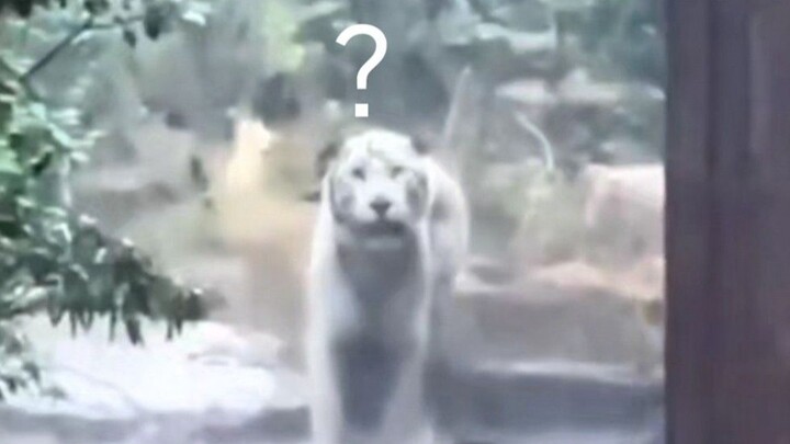 Seorang wanita datang ke kebun binatang untuk melihat harimau di tengah hujan lebat, dan si harimau 