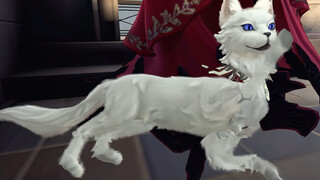 Apostle's Love Cat Collection