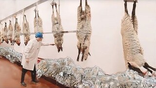 Phương tiện nông nghiệp ma mị của "gờ giảm tốc nam"