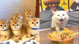 Tik Tok Chó Mèo Hài Hước và Dễ Thương Nhất Thế Giới - Funny Cats and Dogs #16