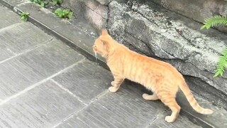 大部分的猫咪名称