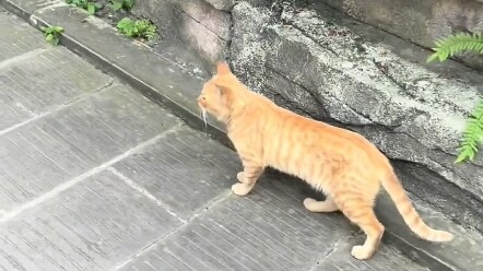 大部分的猫咪名称