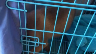 Maaf mengecewakan Anda, Pony Dog milik Daha Media telah menjadi contoh negatif!