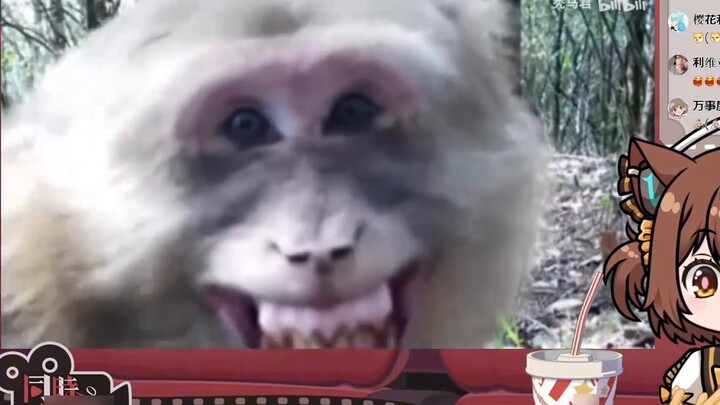 Japanese cats watching "Awards of Animal Bad Behavior" are so bad hahaha [Kitten Ball]