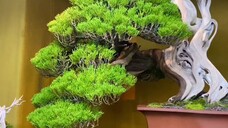 Japanese Bonsai Price