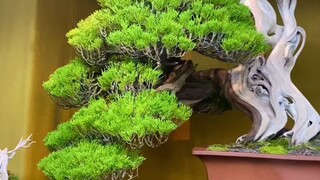 Japanese Bonsai Price