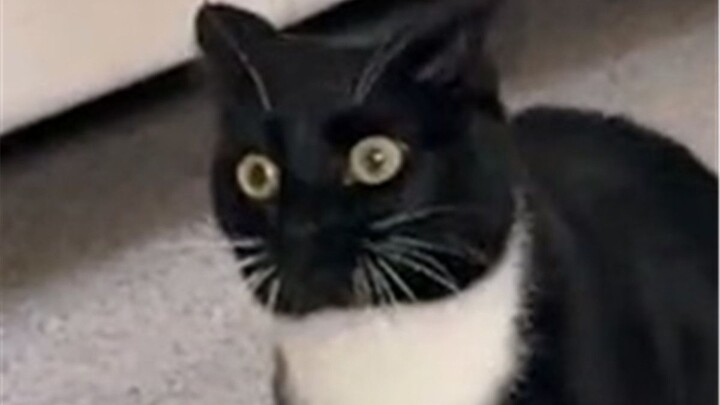 Bahkan kucing perah pun ada yang gila!