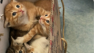 2022年的第一份温暖，希望这是你们的缘份吧，老头子已经备足氯雷他定片了