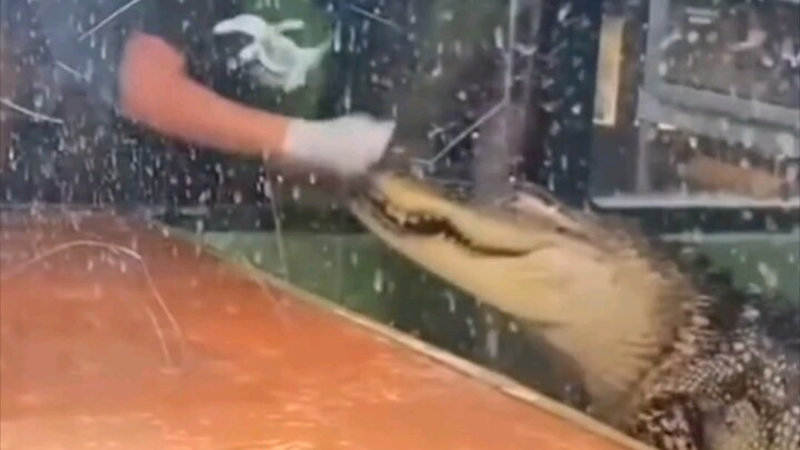 Zookeeper dragged to their death by a crocodile and tossed around—so terrifying!