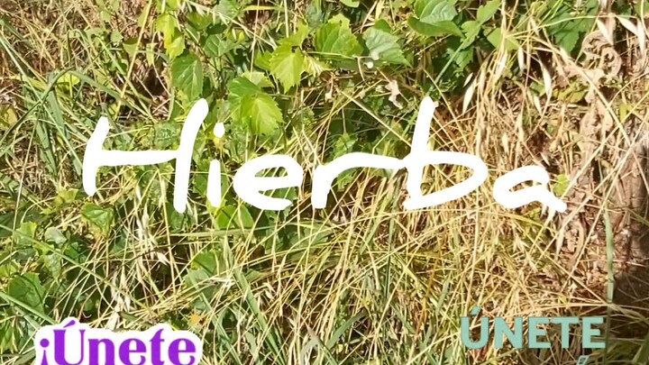 “‘Hierba’用西班牙语和葡萄牙语怎么说？” como se dice Hierba en portugués y español? how do you say grass in Spanish
